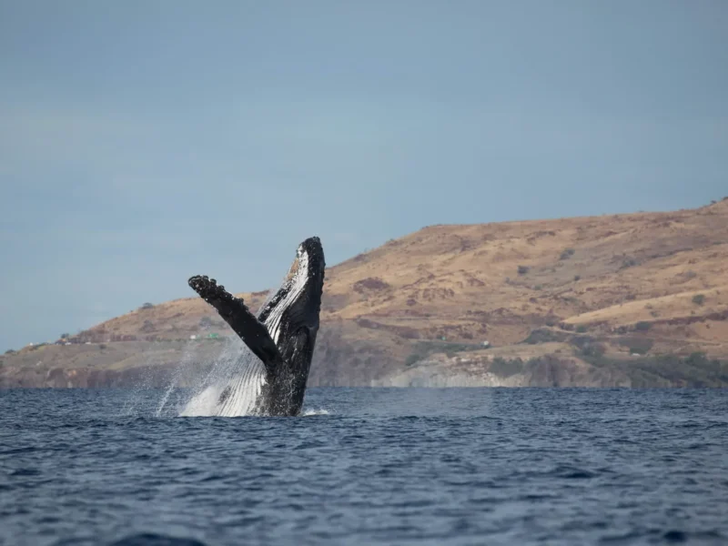 Whalewatch Sail (Maʻalaea)