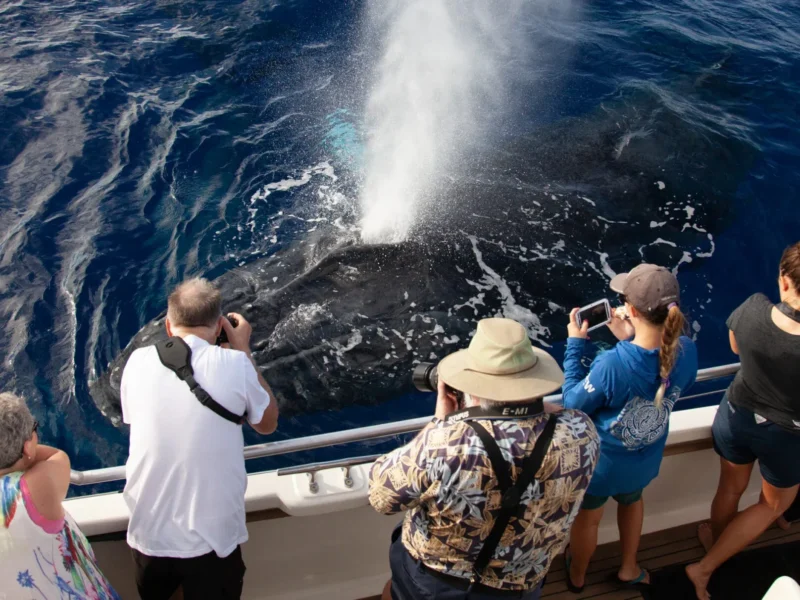 Premier Whale Escape