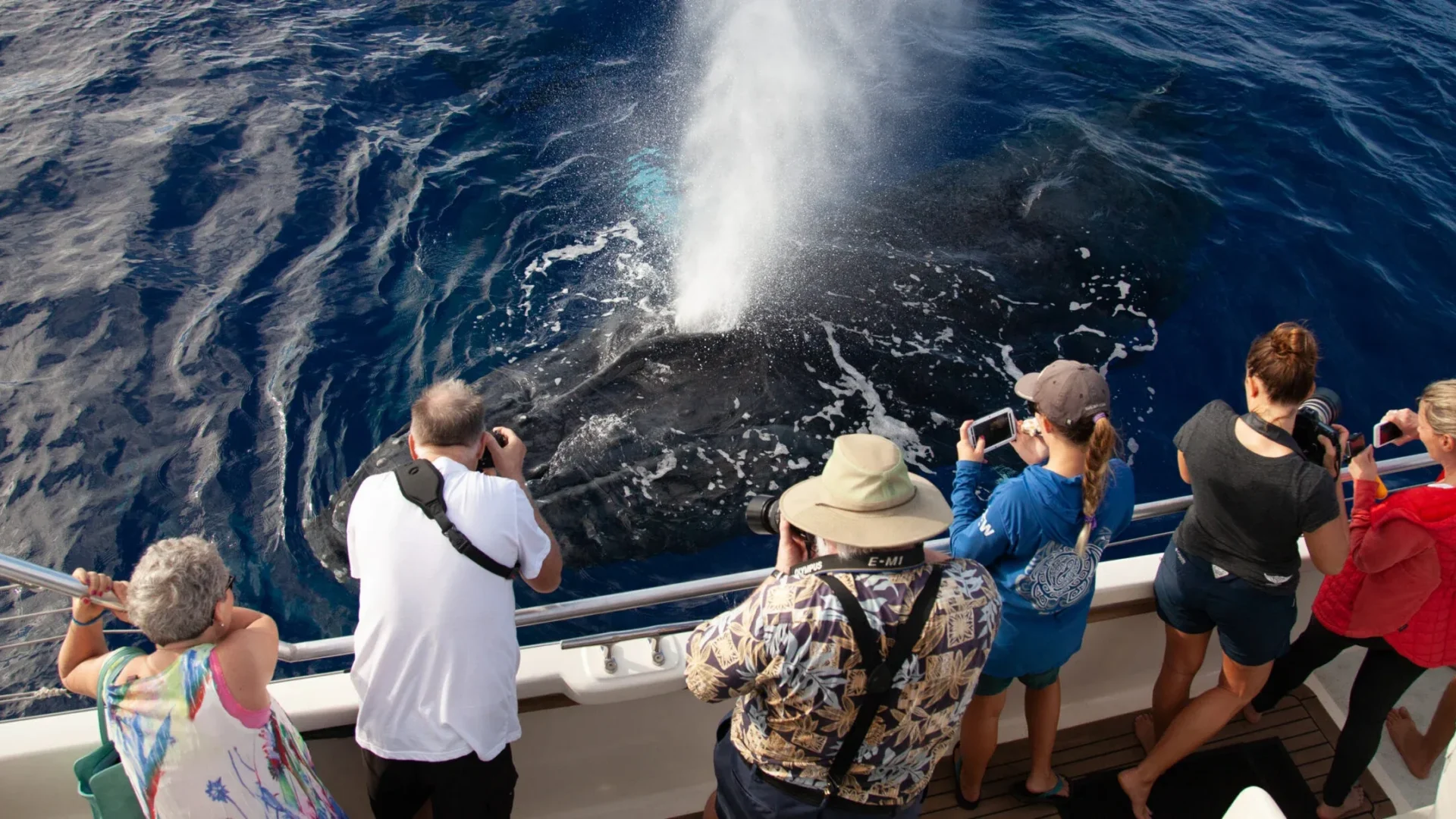 Small Group Whalewatch