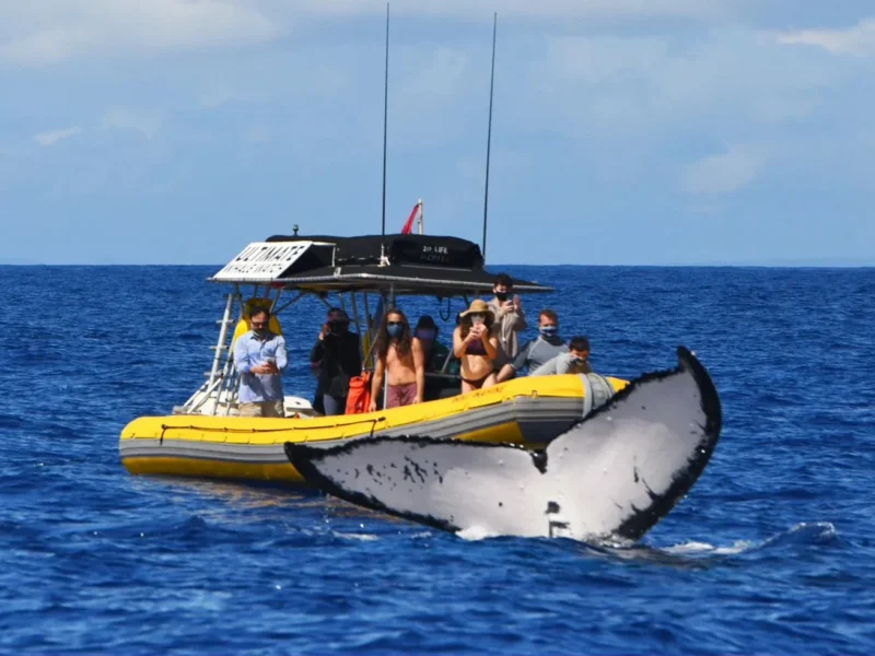 Premier Whale Escape