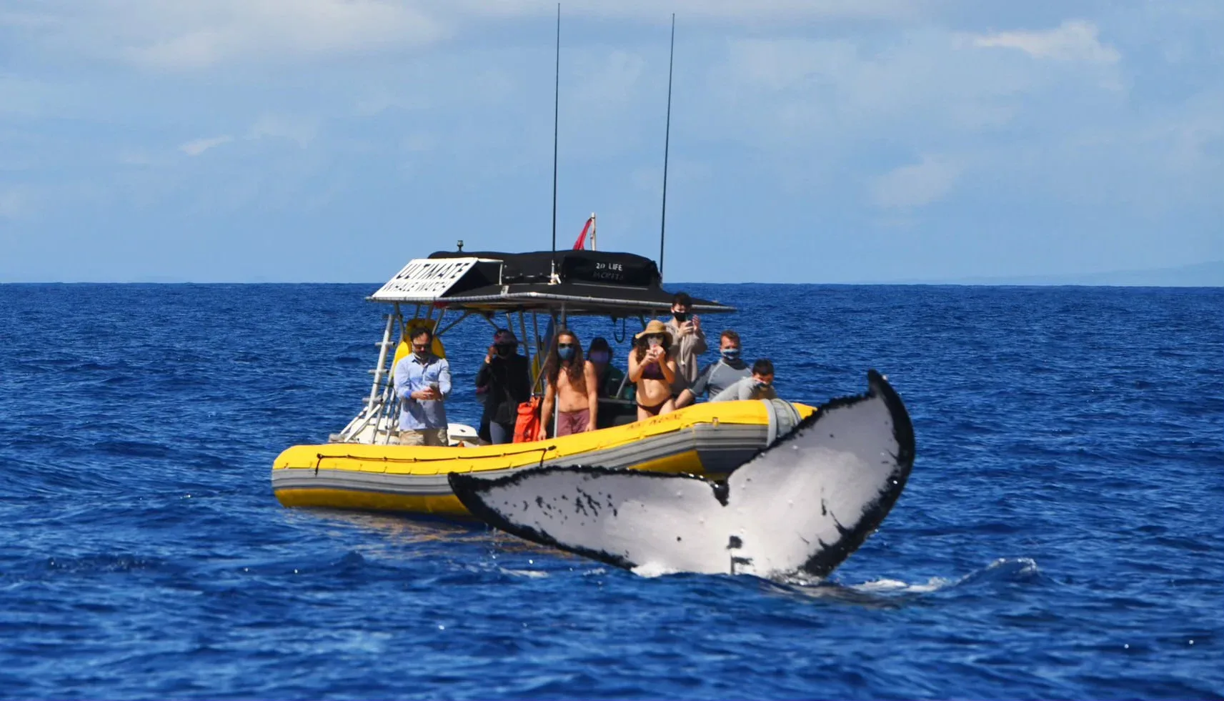 Premier Whale Escape