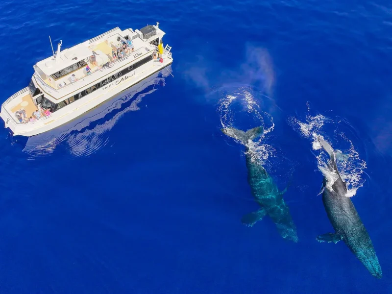 Maui Whale Watching Snorkel Tour