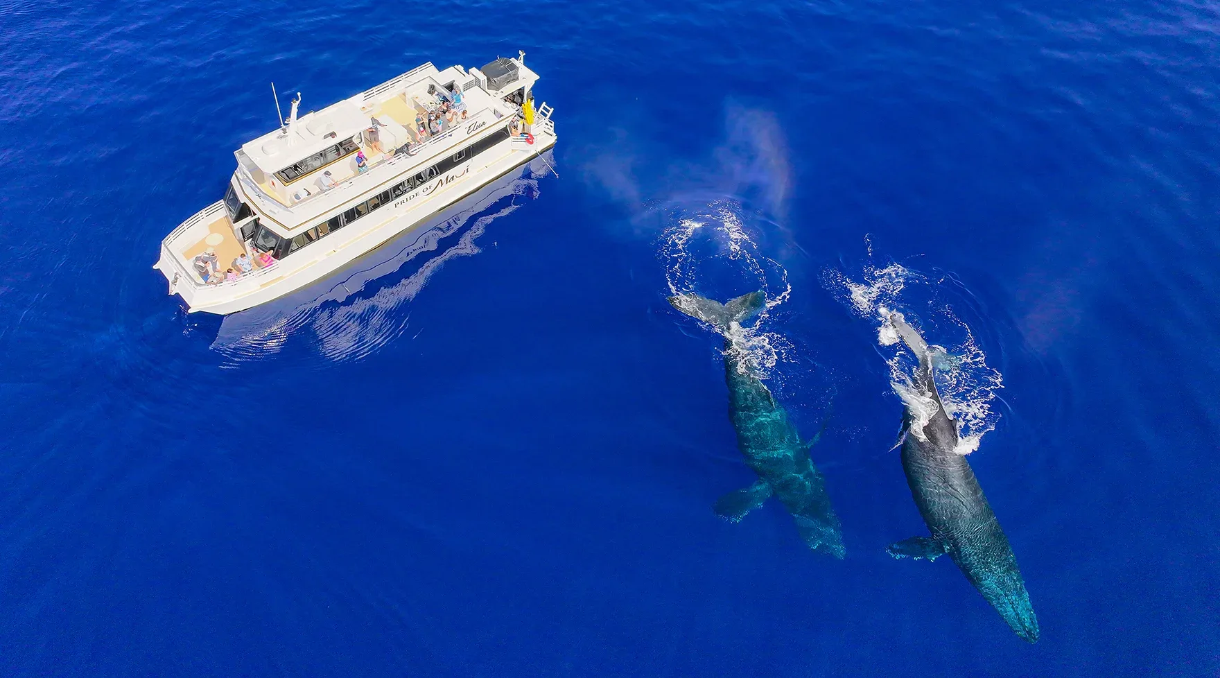 Maui Whale Watching Snorkel Tour