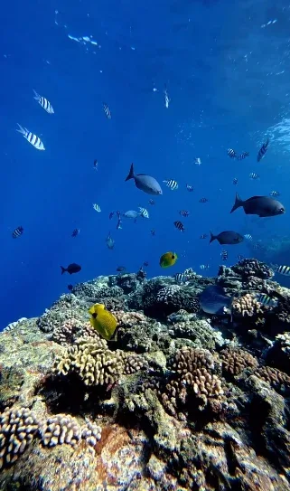 Super Snorkel: Niihau &amp; Napali Coast Tour 7hr