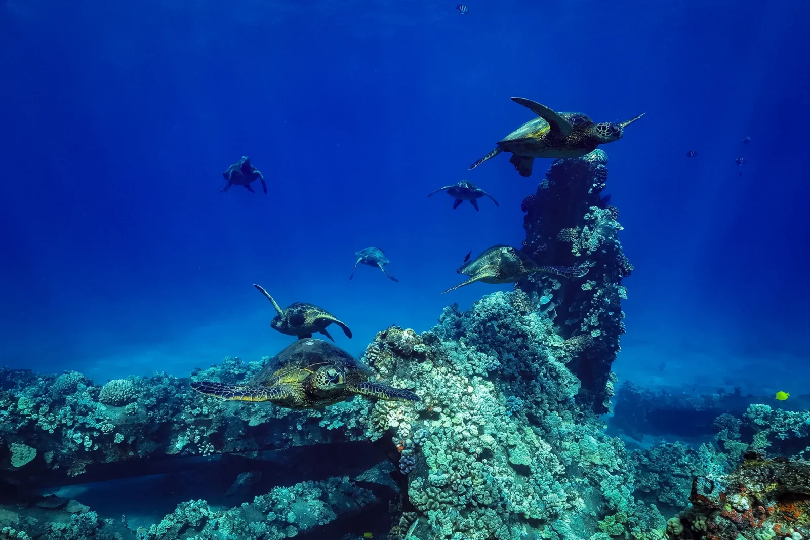 Turtle Reef Afternoon Snorkel