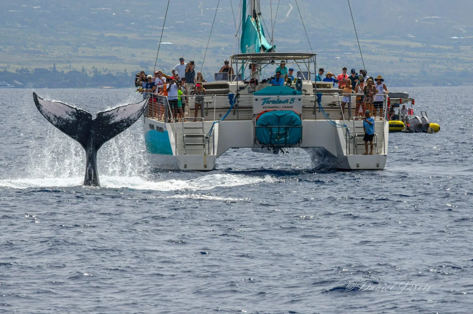 Classic Whale Watch