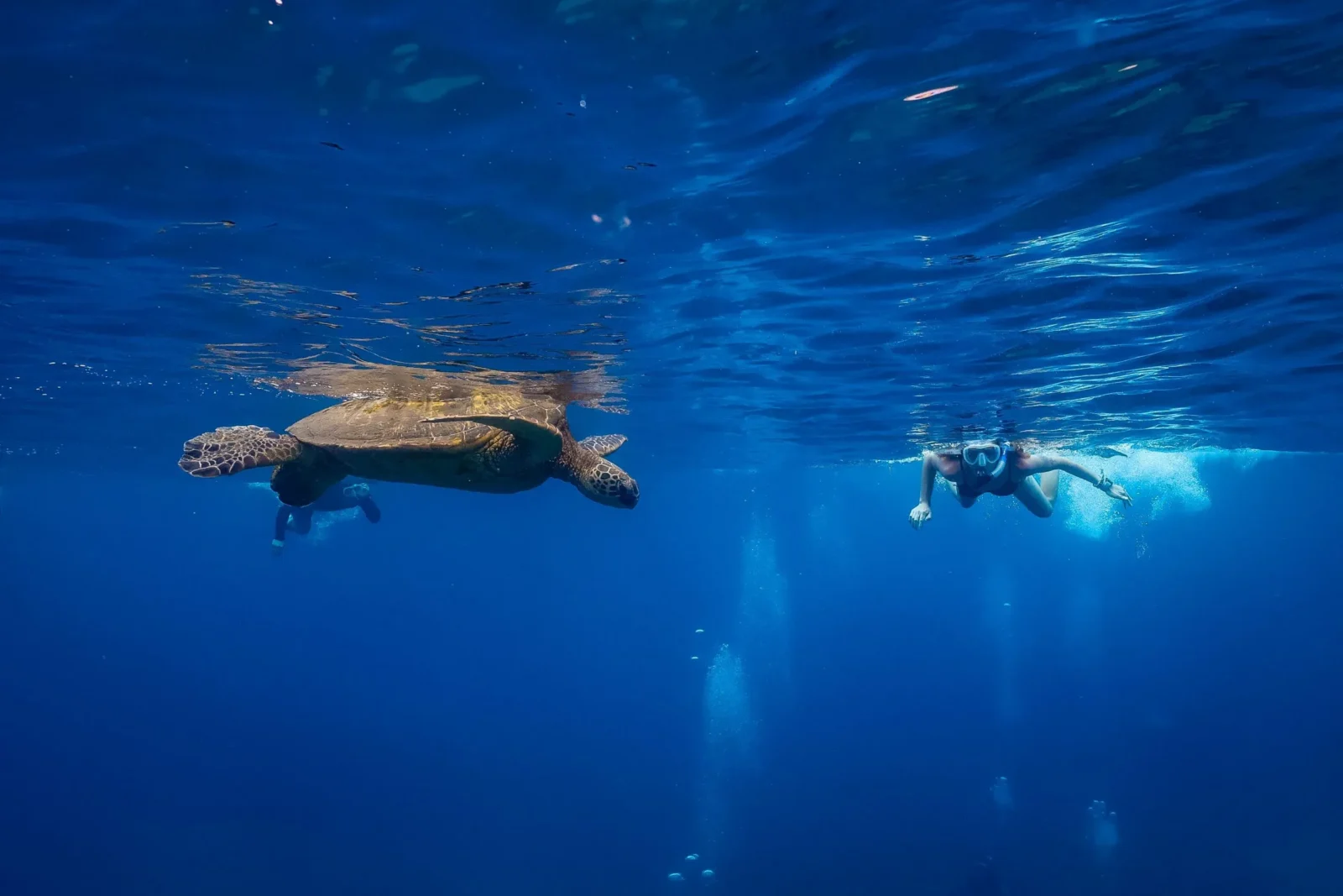 Turtle Reef Afternoon Snorkel