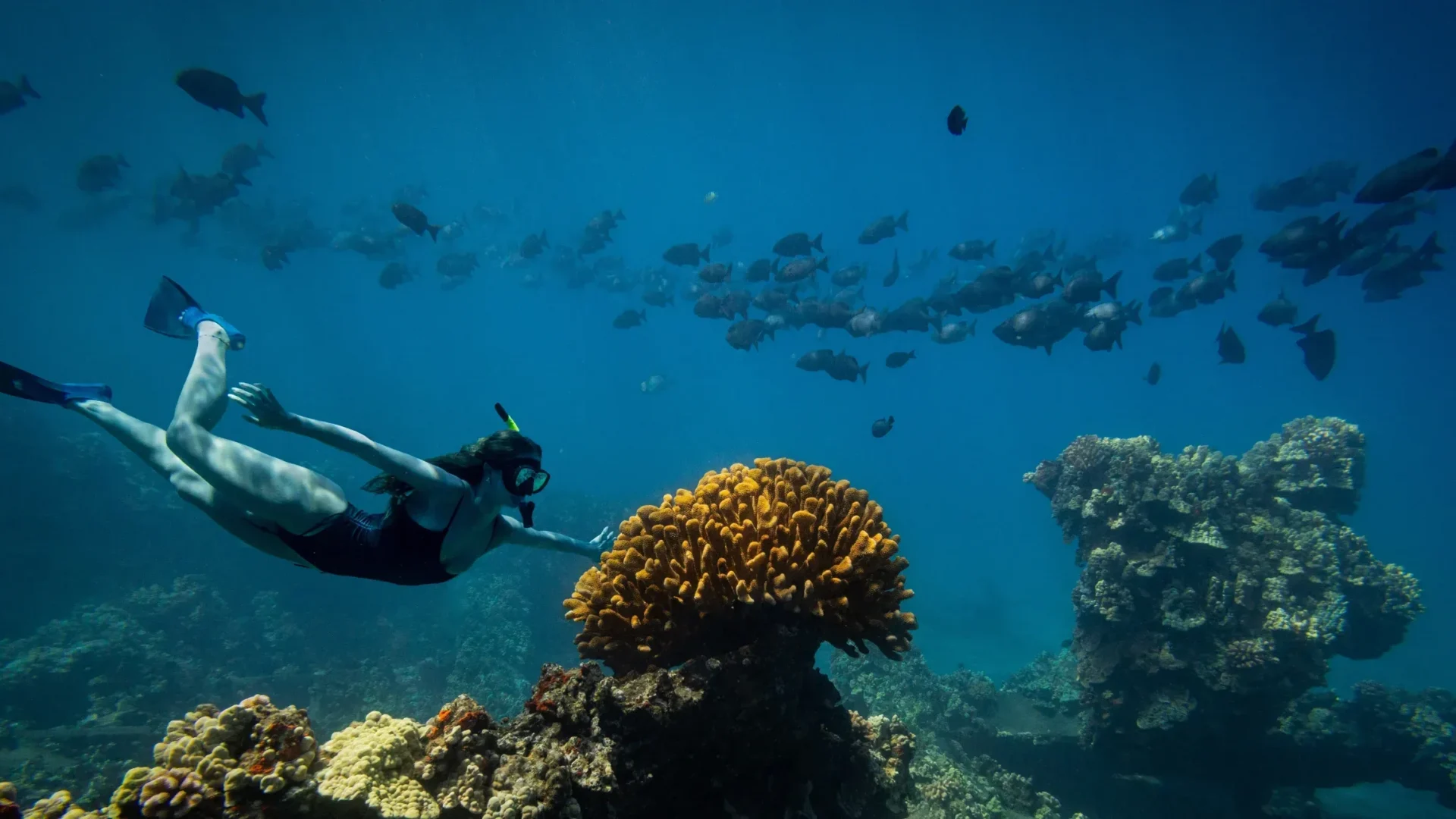 Coral Gardens Coastal Snorkel &amp; Sail