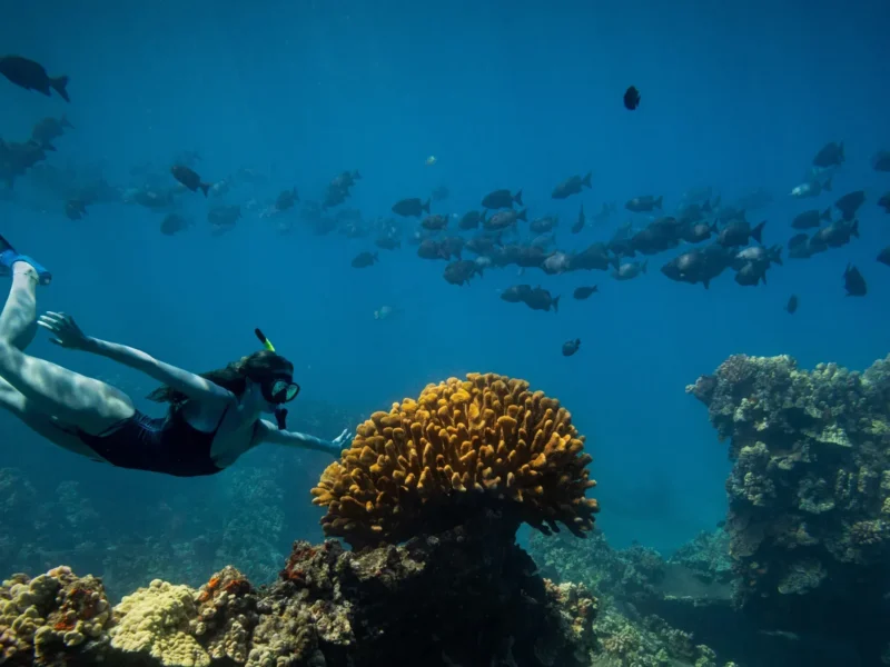 Coral Gardens Coastal Snorkel &amp; Sail