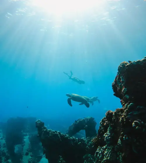 Snorkeler swimming underwater near two sea turtles and coral reef
