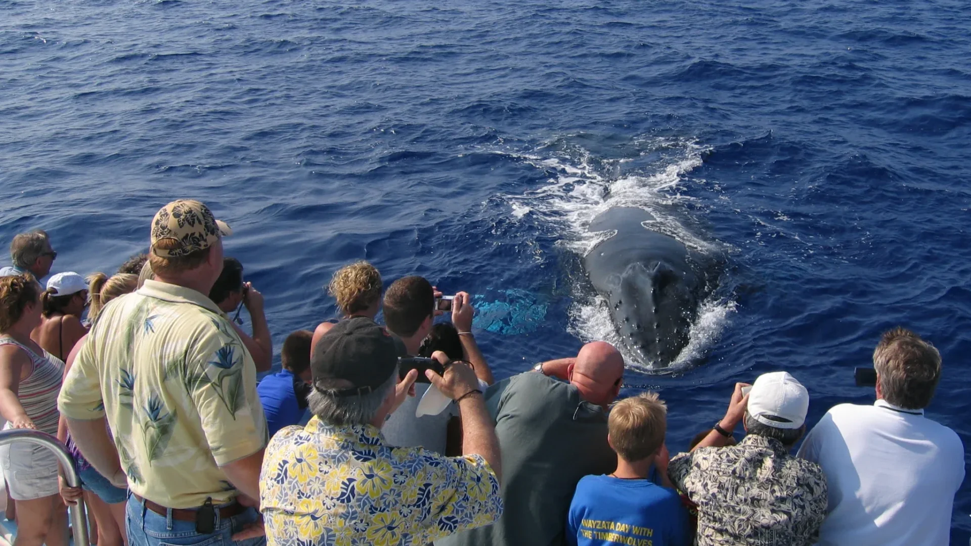 Whale Watching Cruise