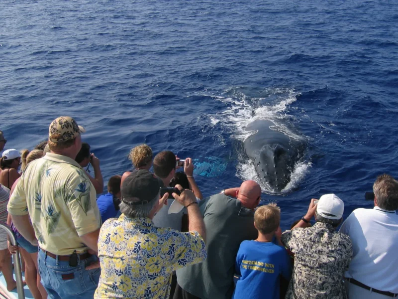 Whale Watching Cruise