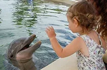 Dolphin Encounter
