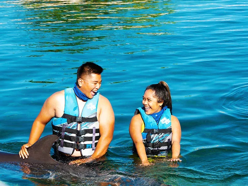 Dolphin Aloha