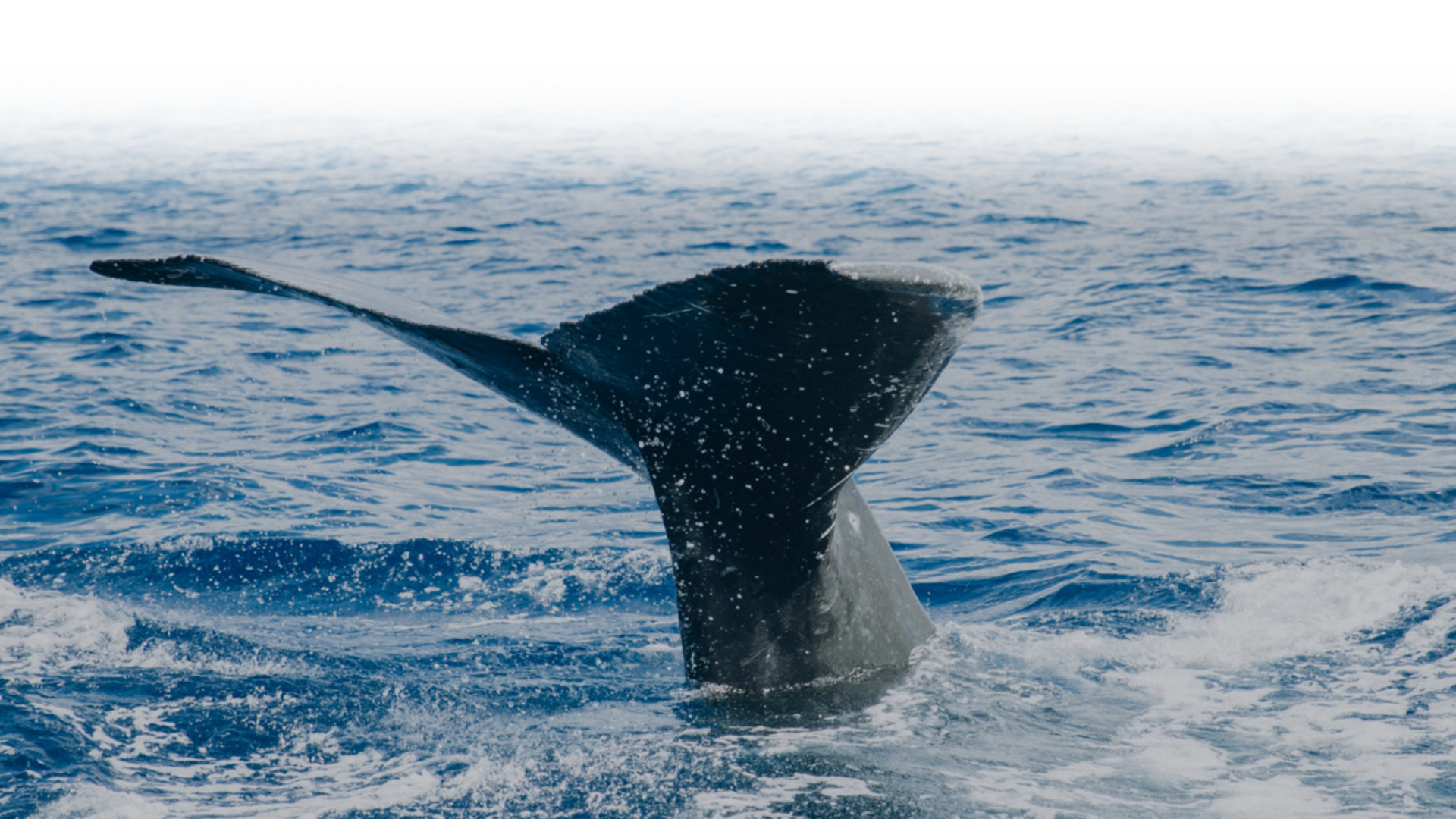 Midday Sail with the Whales