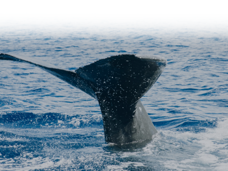 Midday Sail with the Whales