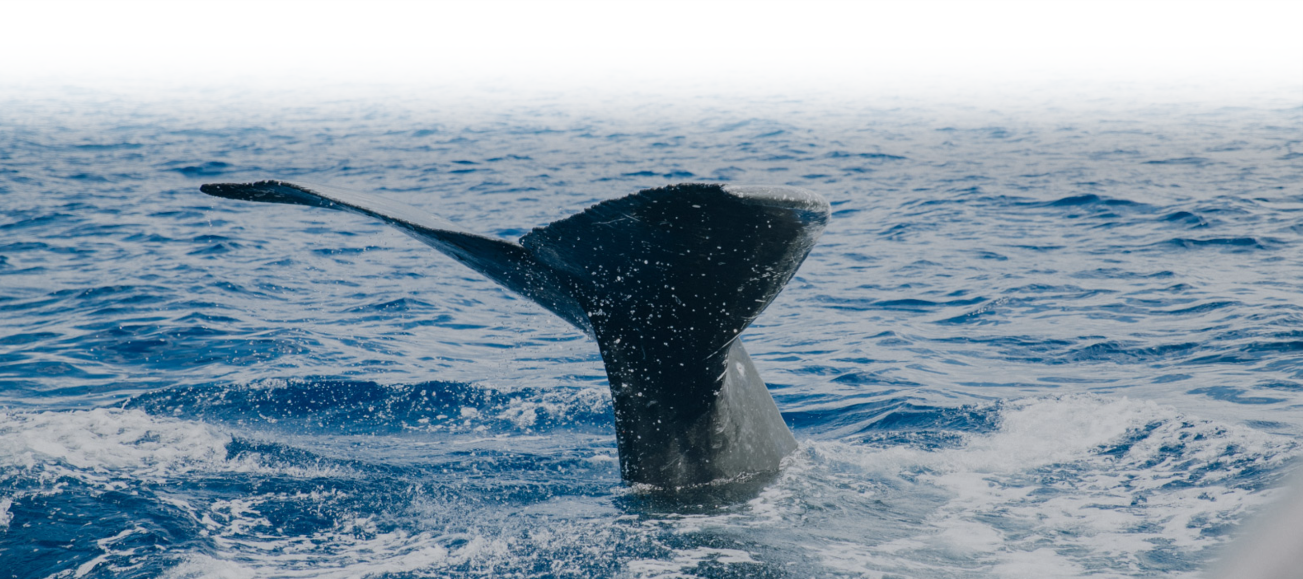 whale tail lifting above blue ocean surface with splashing water