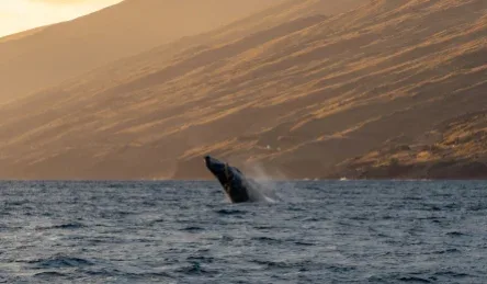 Ma’alaea Whale Watch – Maui