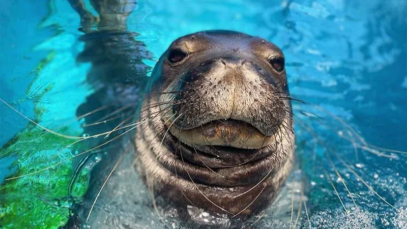Sea Lion Encounter