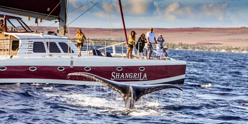 Private Evening / Whale Watch &amp; Sunset Events