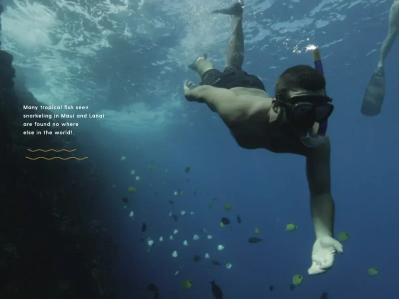 Deluxe Dolphin Adventure &amp; Lanai Snorkel