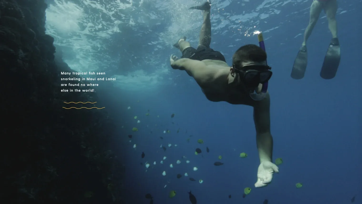 Deluxe Dolphin Adventure &amp; Lanai Snorkel