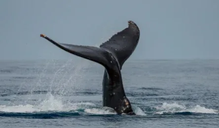 Deluxe Ma’alaea Sunset Whale Watch – Maui