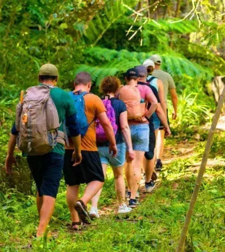 group of hikers walking on a green forest trail