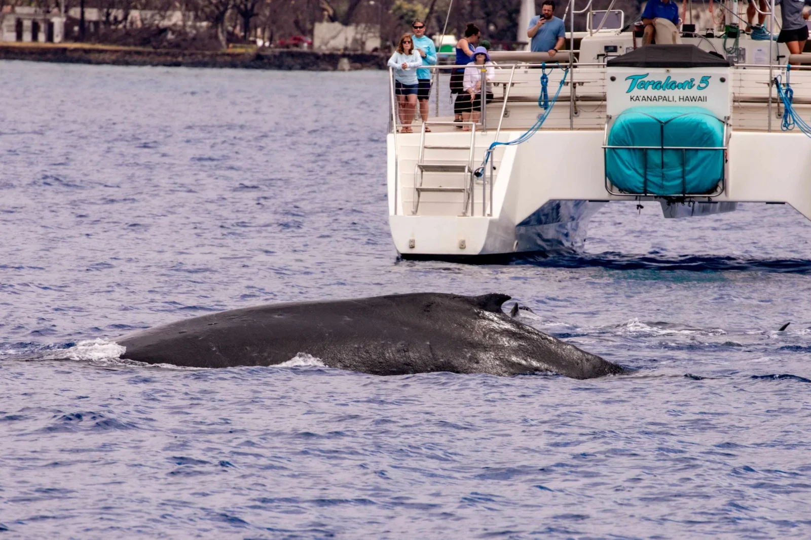 Classic Whale Watch