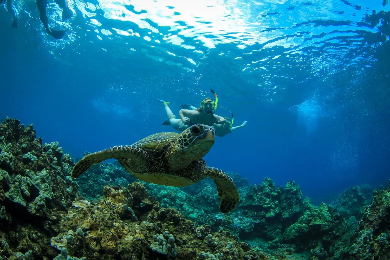 AM Serenity Snorkel