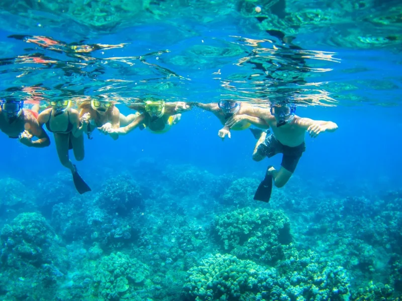 Turtle Reef Afternoon Snorkel