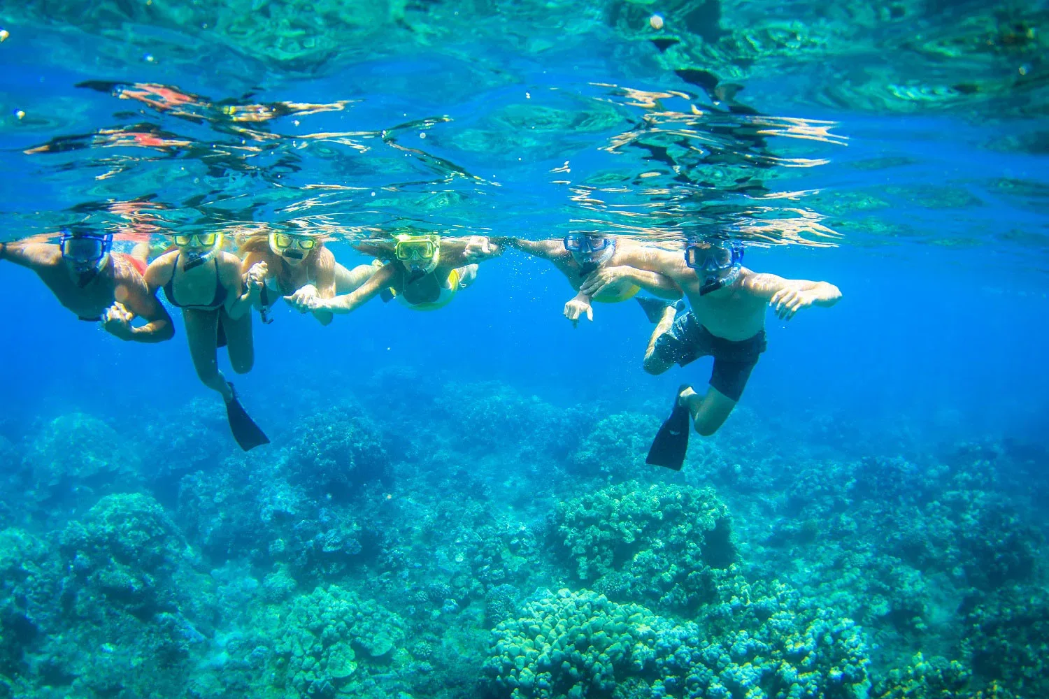 Turtle Reef Afternoon Snorkel