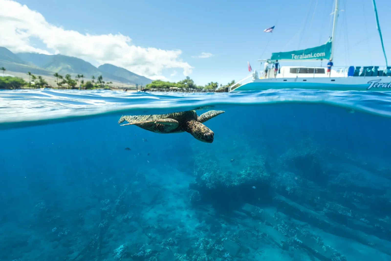 Turtle Reef Afternoon Snorkel