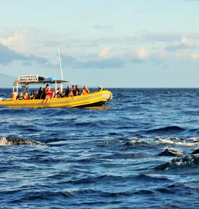 Whale Express