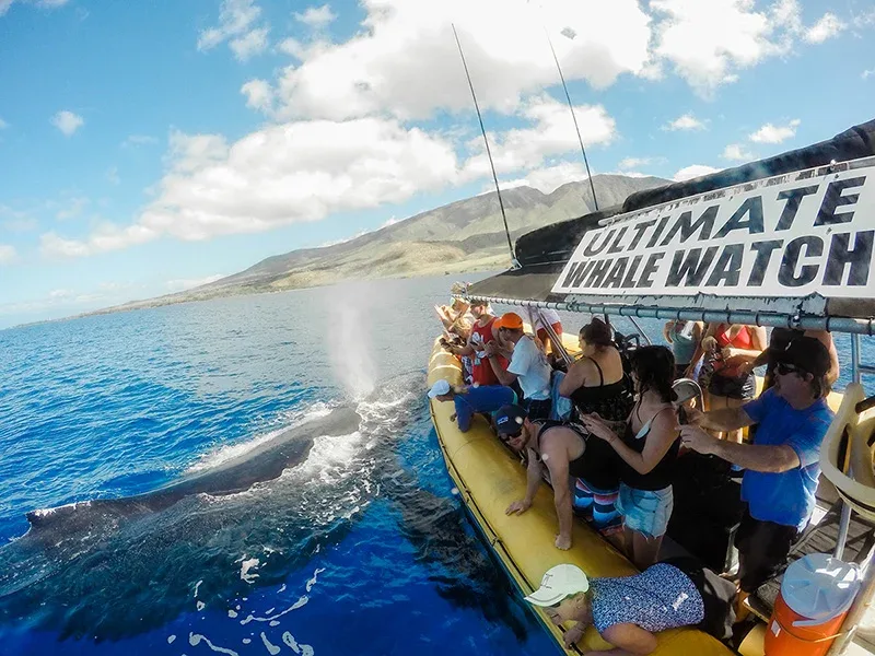 Classic Whale Journey