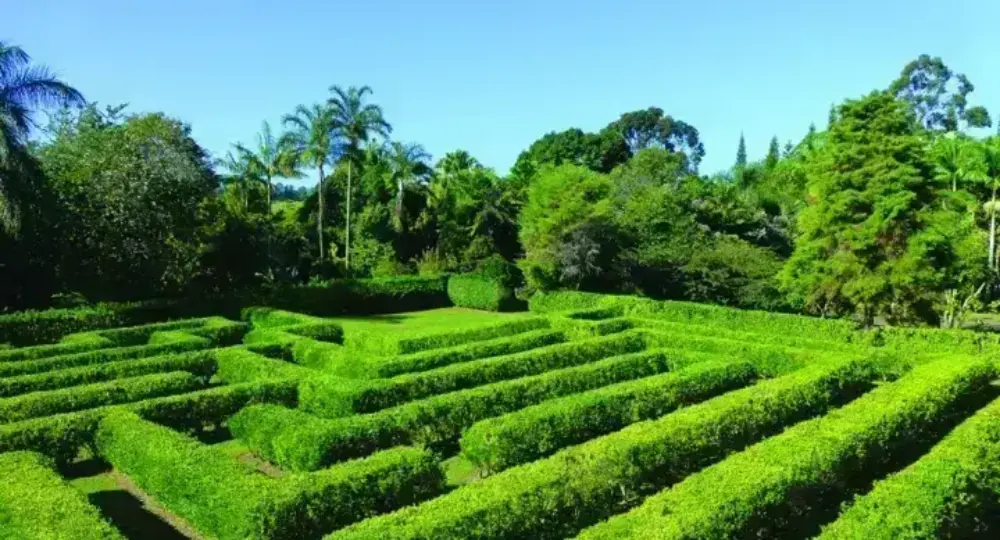 Lush green hedge maze surrounded by tropical trees under clear blue sky