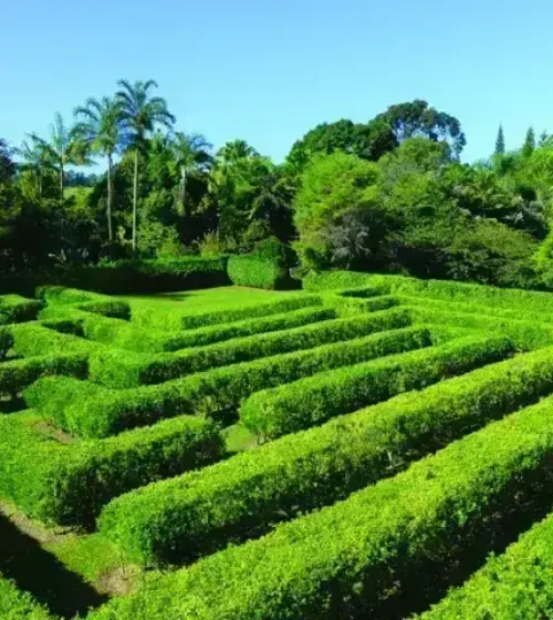 Lush green hedge maze surrounded by tropical trees under clear blue sky