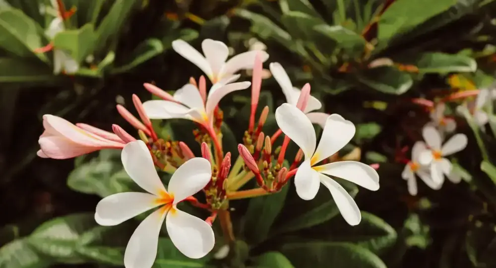 cluster of white and pink plumeria flowers with green leaves