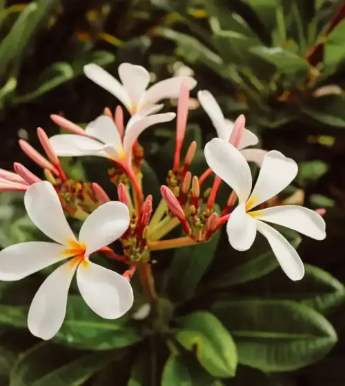 cluster of white and pink plumeria flowers with green leaves