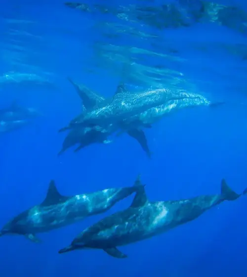 group of dolphins swimming underwater in clear blue ocean