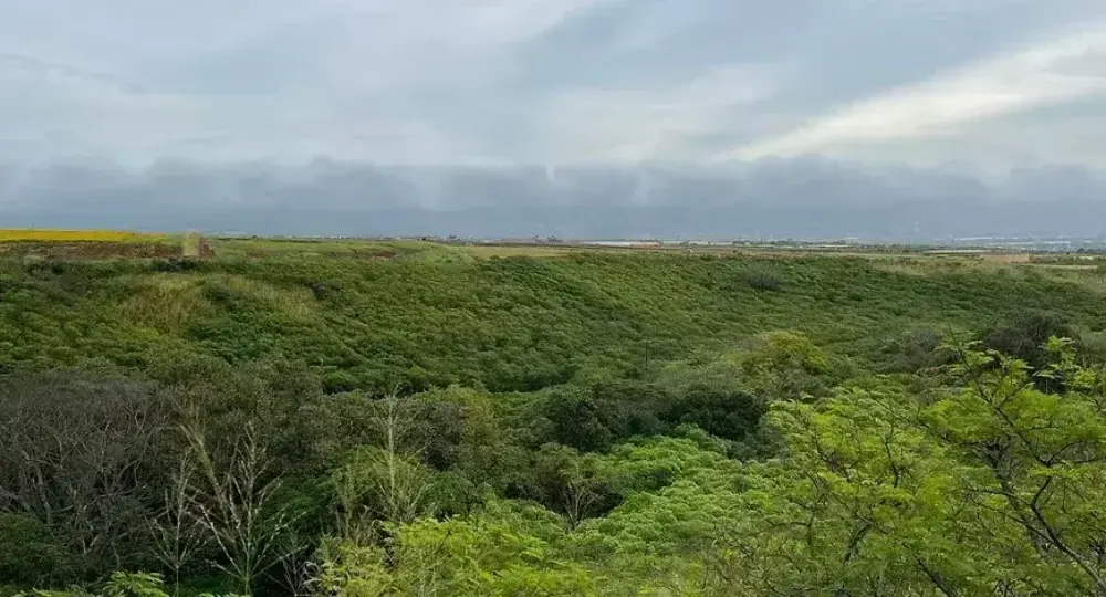 Lush green Hawaiian landscape with dense vegetation and distant cloudy mountains