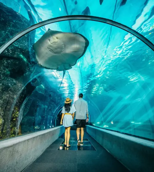 Couple walking in an underwater tunnel with a stingray swimming above them