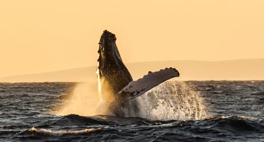 humpback whale breaching out of ocean water with splash at sunset with distant hills