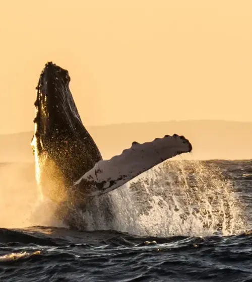 humpback whale breaching out of ocean water with splash at sunset with distant hills