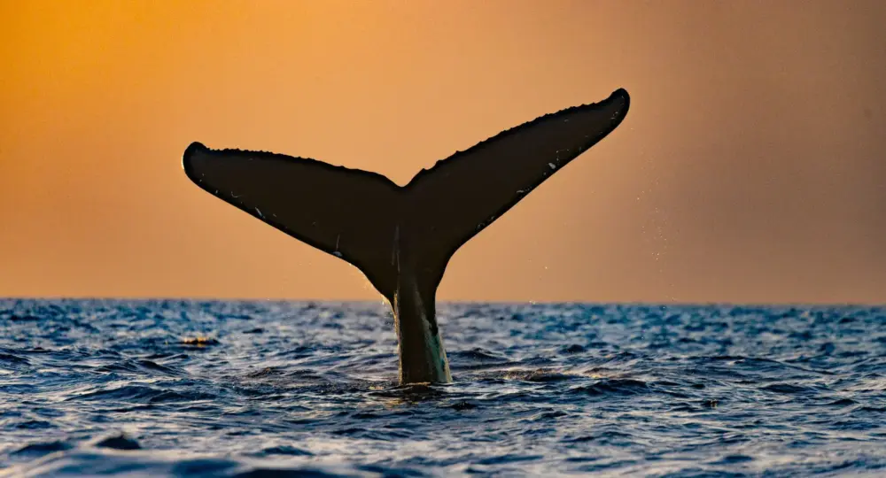 Whale tail rising above ocean surface at sunset