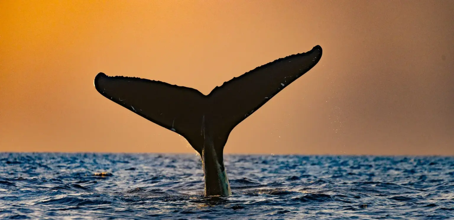 Whale tail rising above ocean surface at sunset