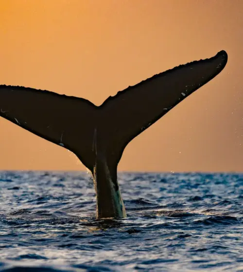 Whale tail rising above ocean surface at sunset