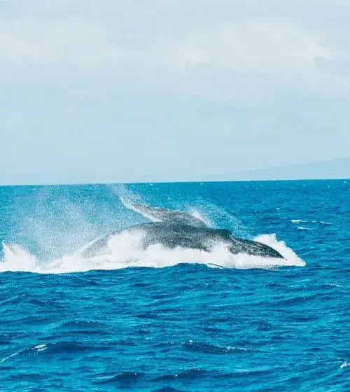 Humpback whale breaching in blue ocean waters with waves and distant horizon