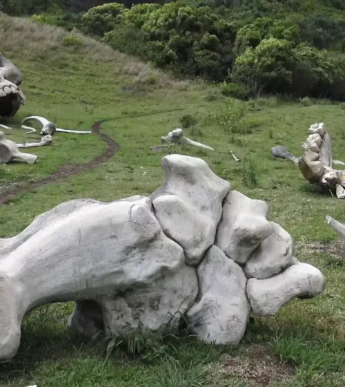 large artificial dinosaur skull and bones on grassy hill with person walking nearby
