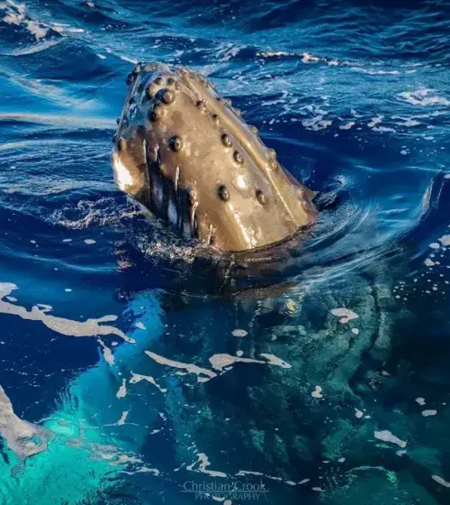 Humpback whale head emerging from deep blue ocean water with foam and light reflections